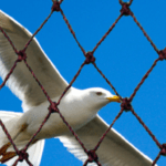 pigeon behind net