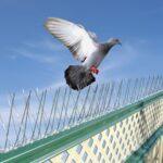 bird spike
