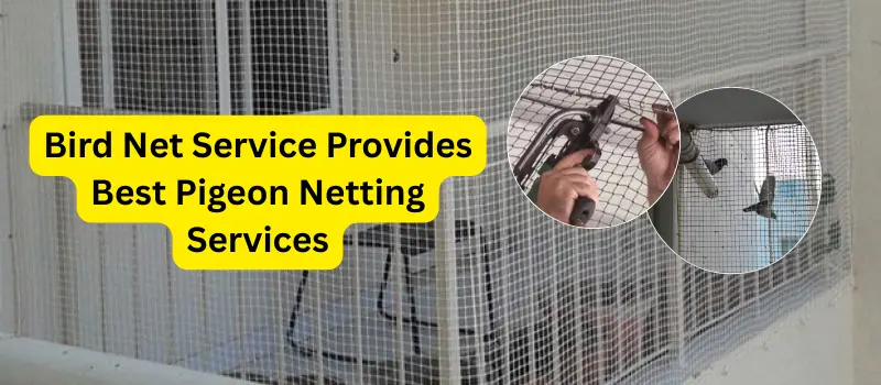 Pigeon Netting Services