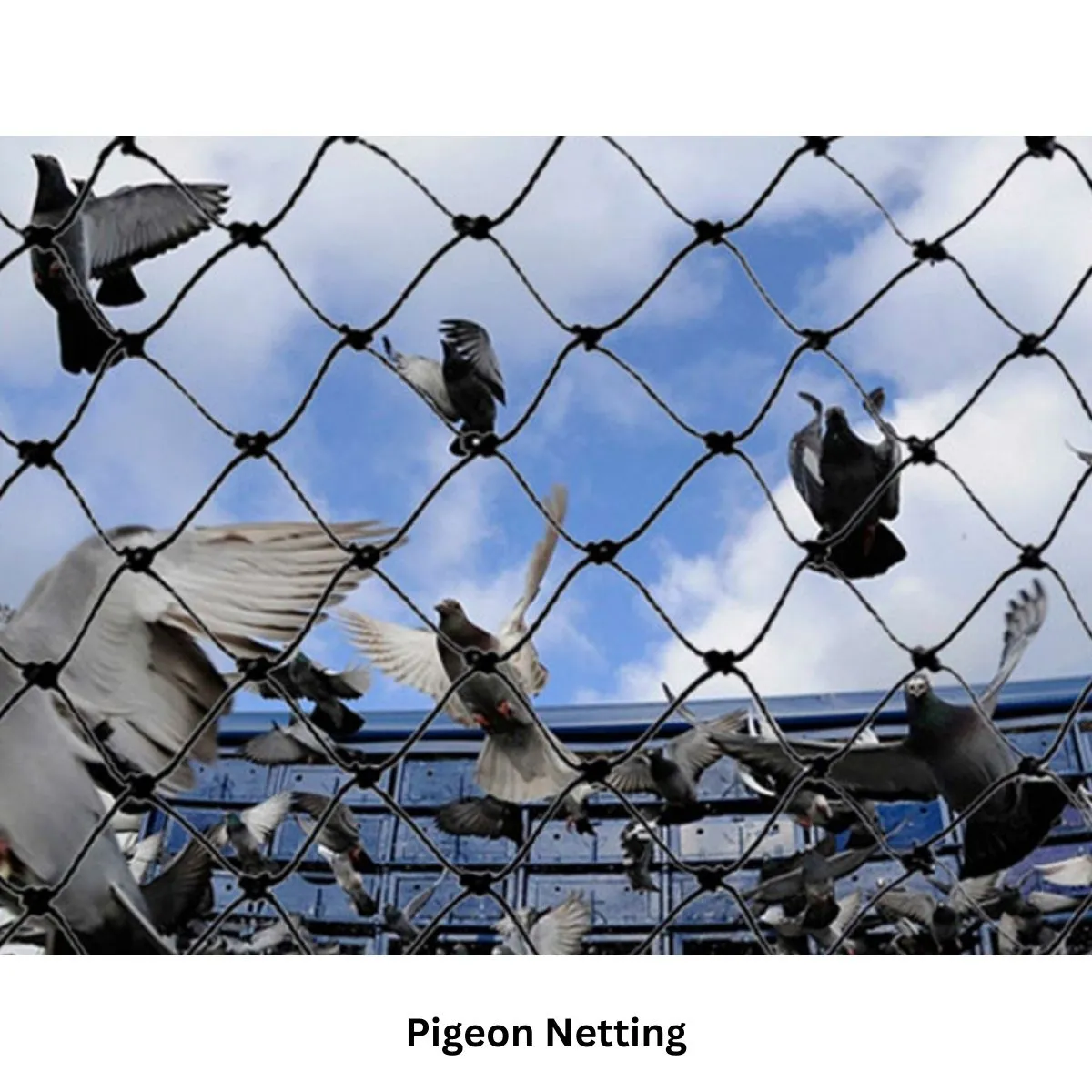Pigeon Net
