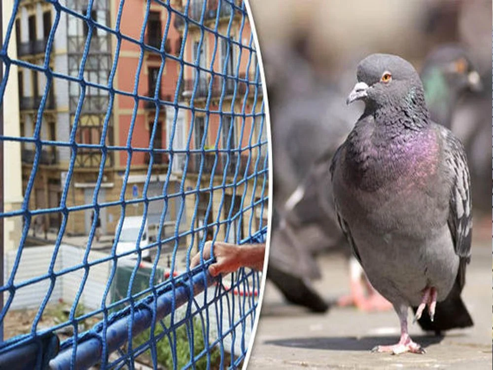 Anti Pigeon Net services