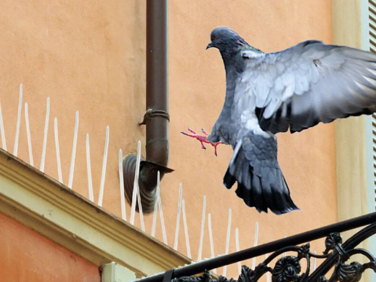 Pigeon Spikes