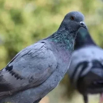 Pigeon