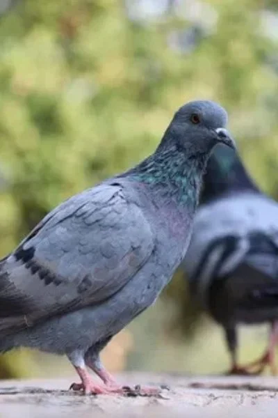 Pigeon